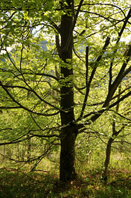 Impressionen vom Burnout-Seminar: Begehung und Meditation Strowolln-Schlucht in St. Martin bei Lofer - Seminar mit Kai Romhardt <span>© Foto Walter, Grieskirchen</span>